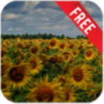 flowers reflection free android application logo